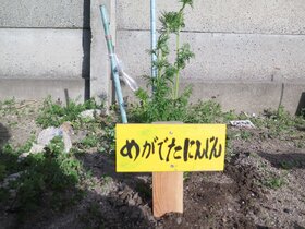 29_sagyoba18-19_j20_0331_23.jpg